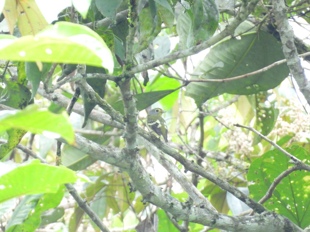 Wing-barred Piprites - ML643723115