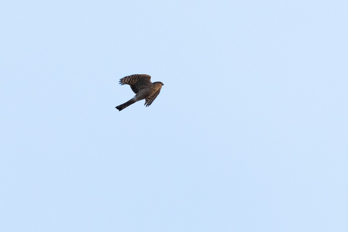 Sharp-shinned Hawk (Northern) - ML643723121