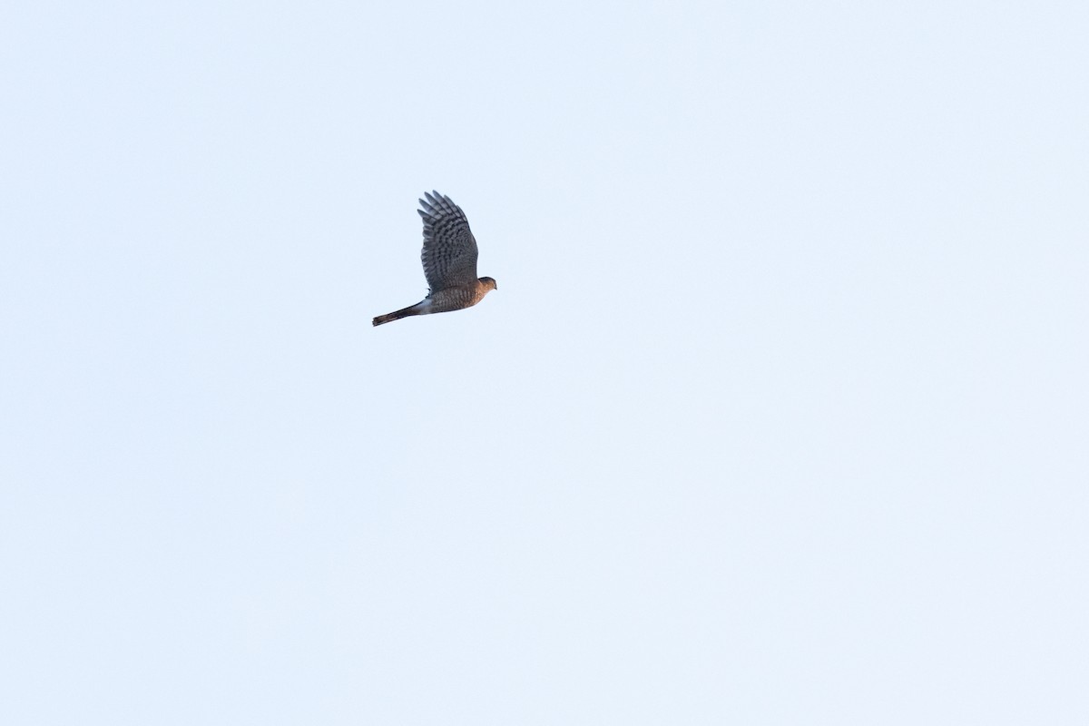 Sharp-shinned Hawk (Northern) - ML643723122