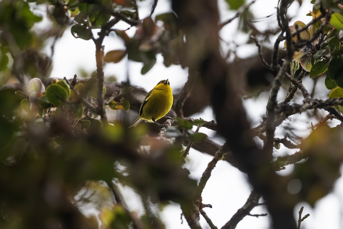 Akekee - ML643723123