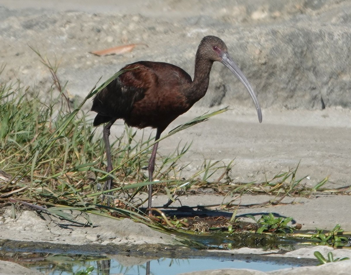 Ibis à face blanche - ML643723124