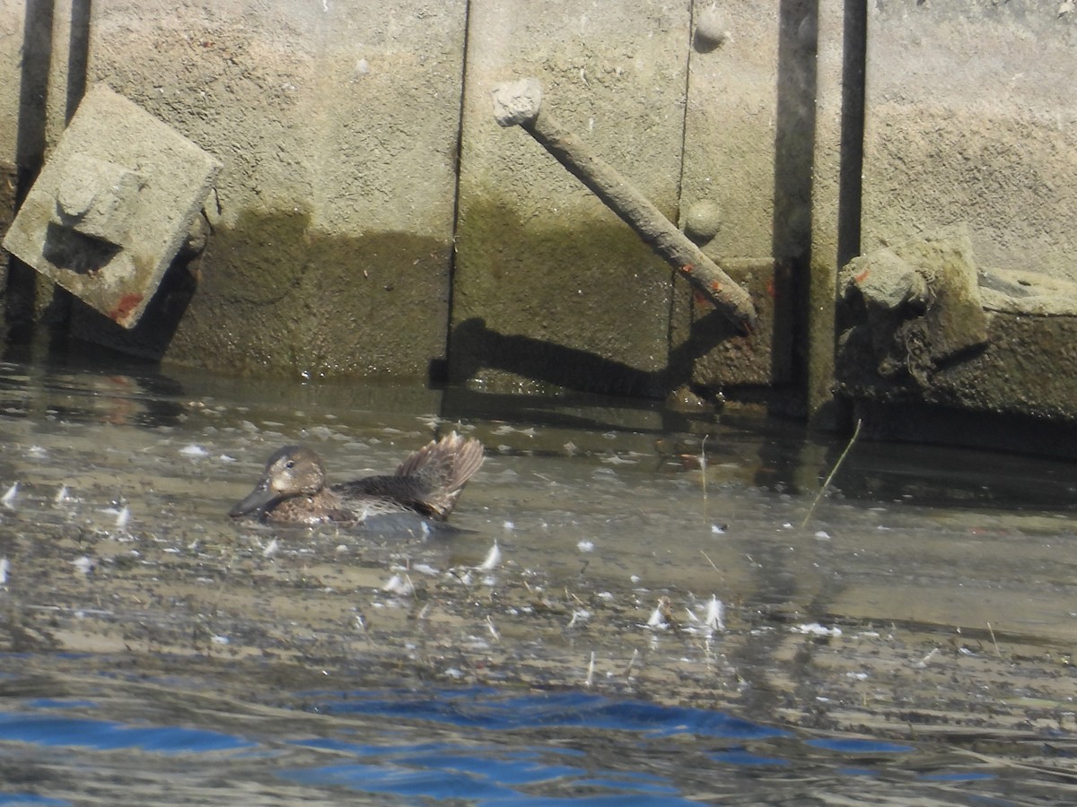Blue-winged Teal - ML643723127