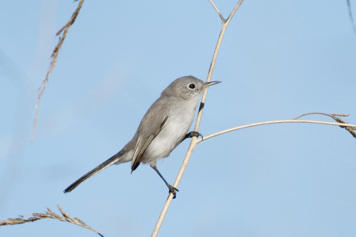 Blue-gray Gnatcatcher - ML643723134