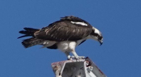 fiskeørn - ML643723135
