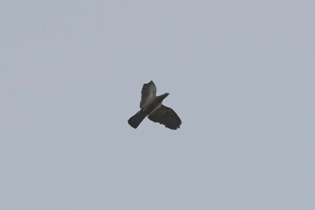 Picazuro Pigeon - ML643723140