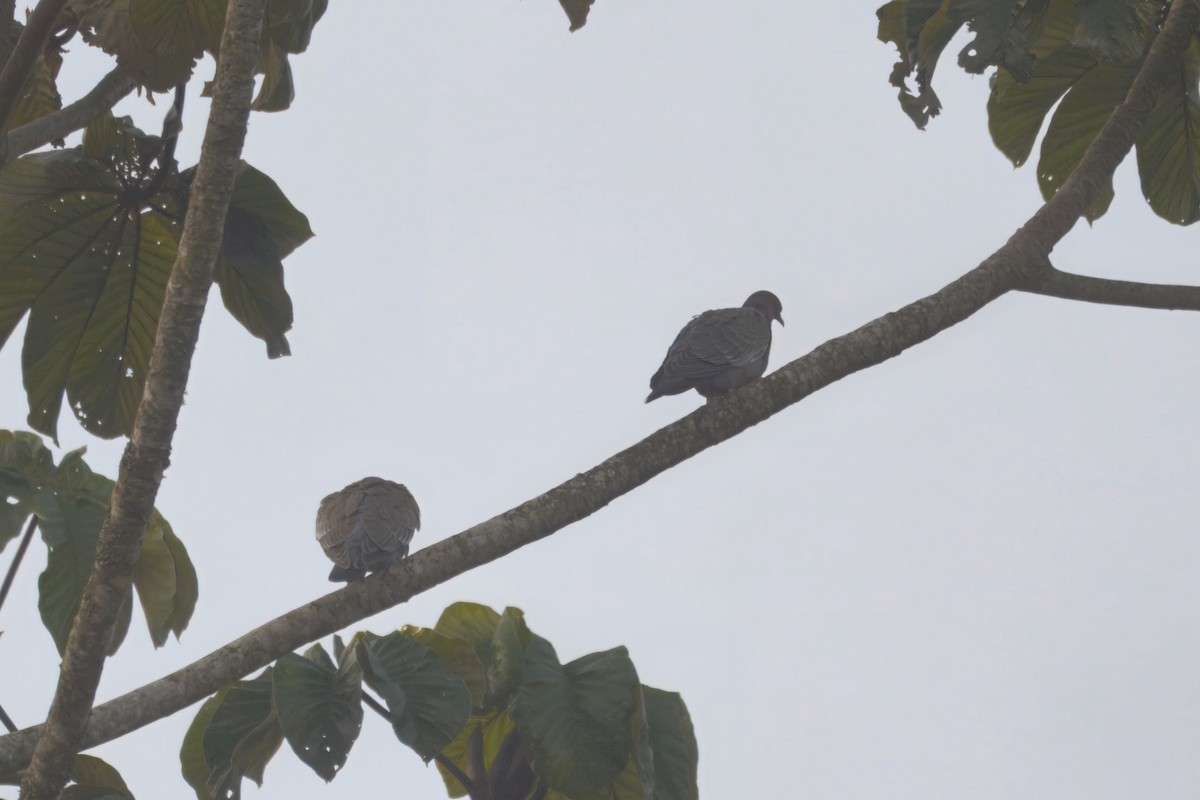 Picazuro Pigeon - ML643723141