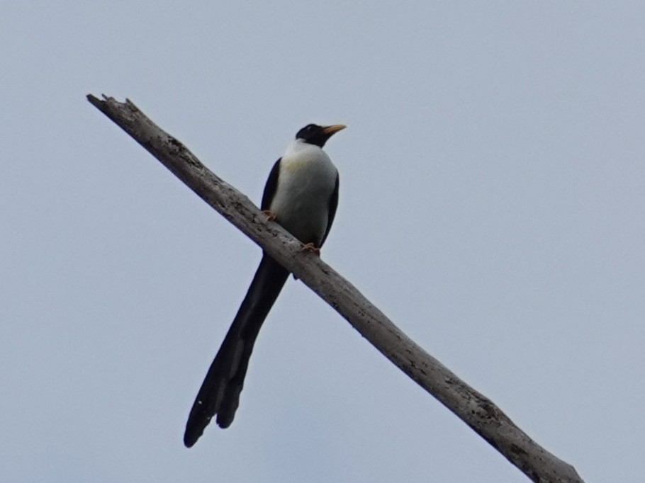 Streptocitte des Sula - ML643723146