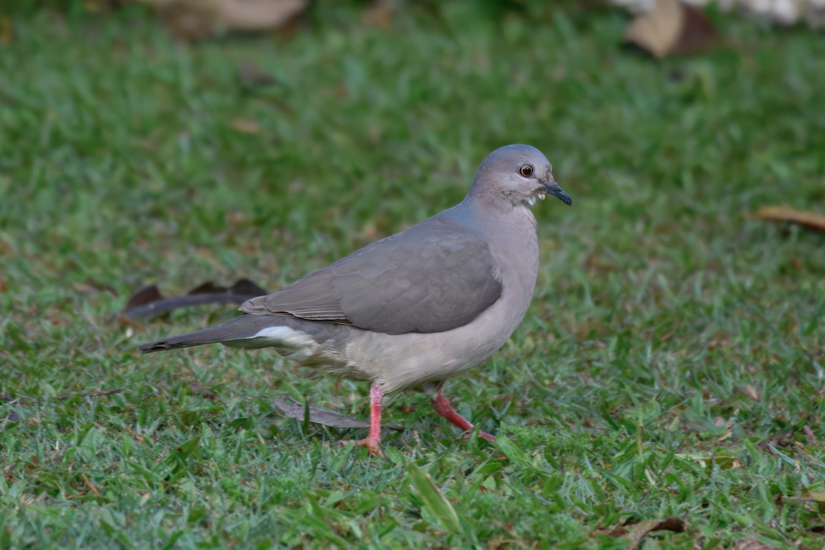 シロビタイシャコバト（brasiliensis グループ） - ML643723154