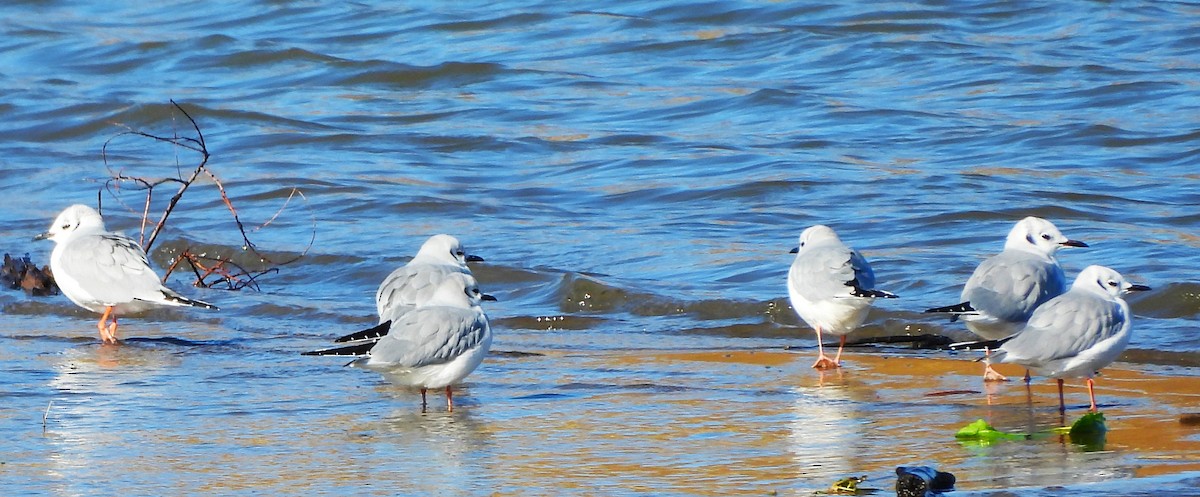 Bonaparte's Gull - ML643723159