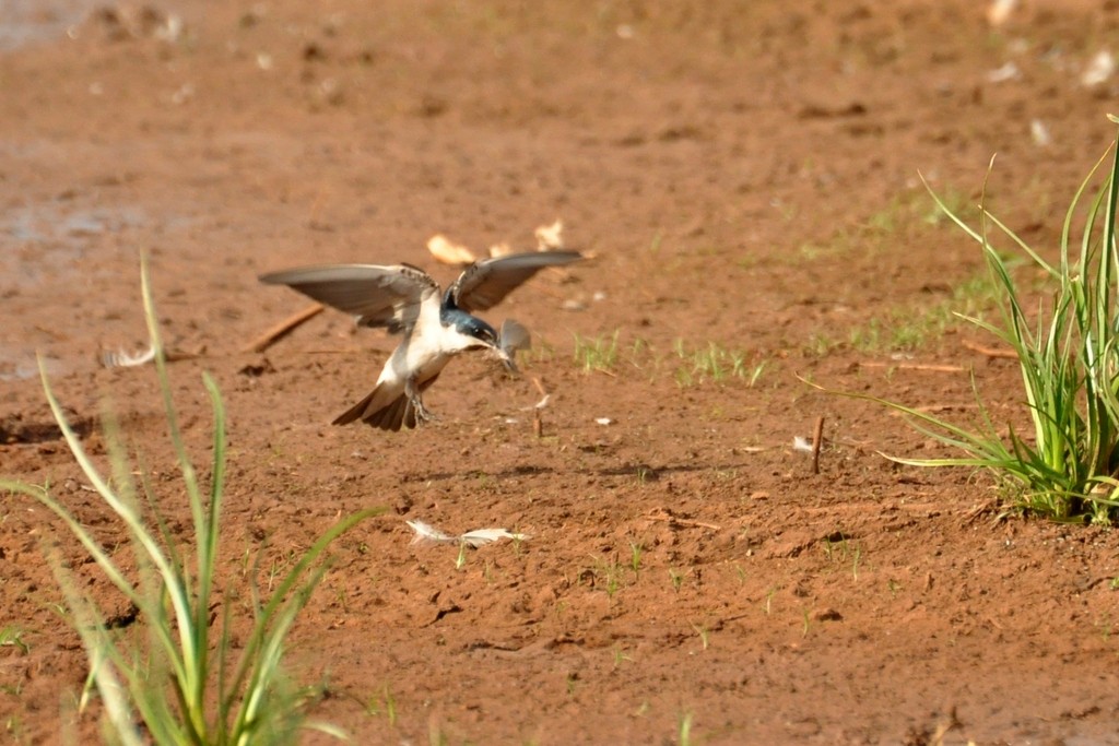 White-rumped Swallow - ML643723161