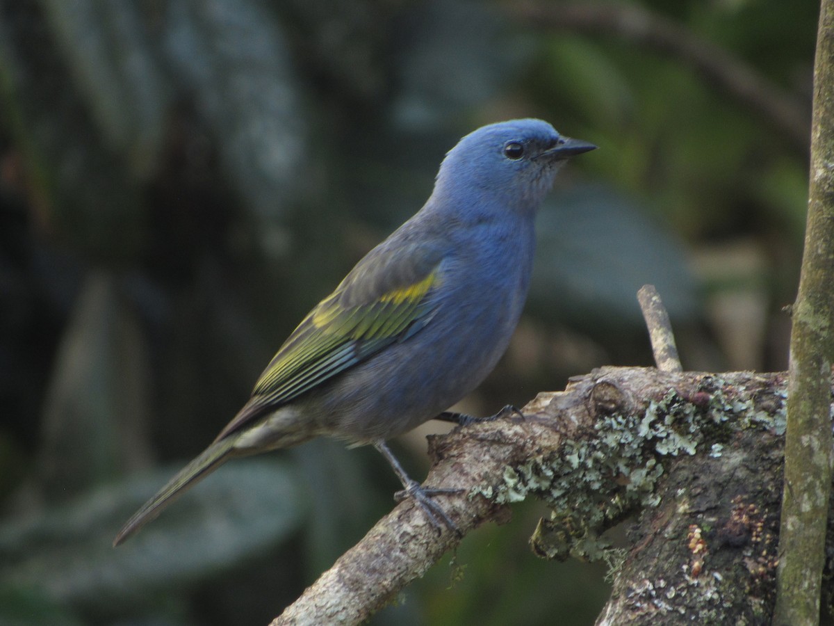 Golden-chevroned Tanager - ML643723163