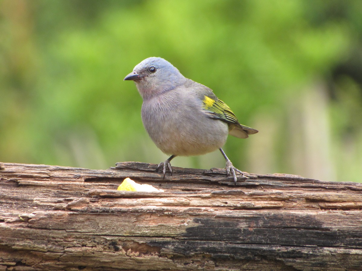 Golden-chevroned Tanager - ML643723164