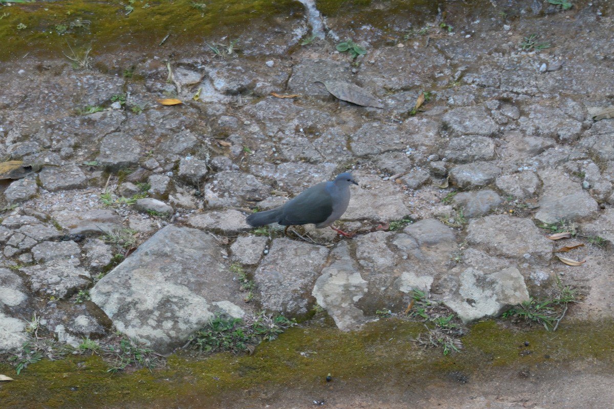 gråpannedue - ML643723165