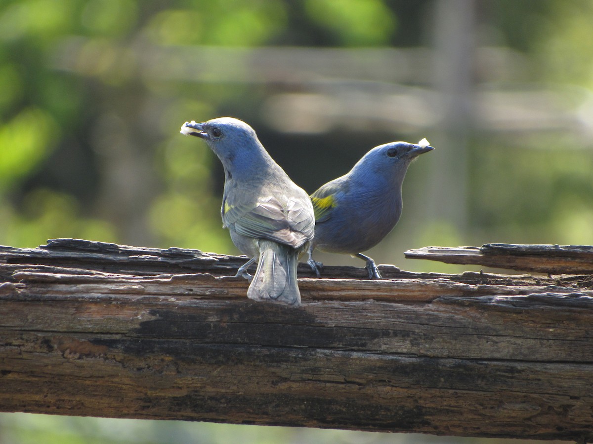 Golden-chevroned Tanager - ML643723166