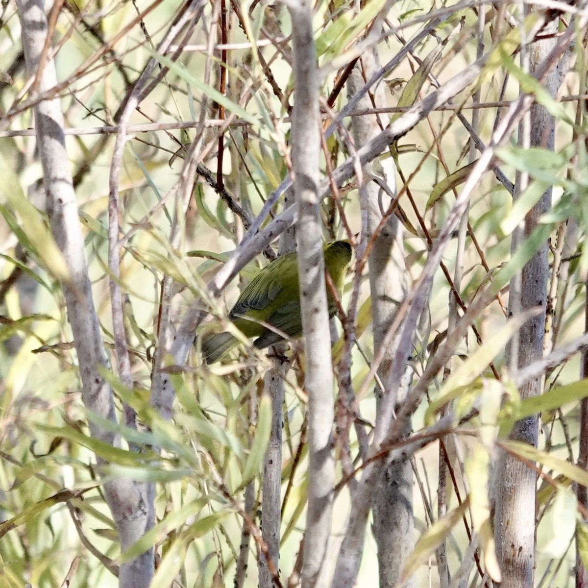 Wilson's Warbler - ML643723176