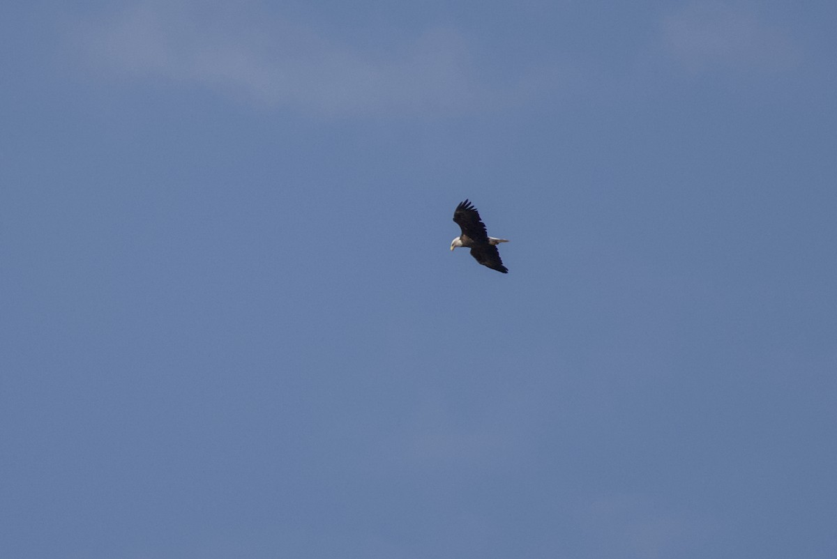 Bald Eagle - ML643723177