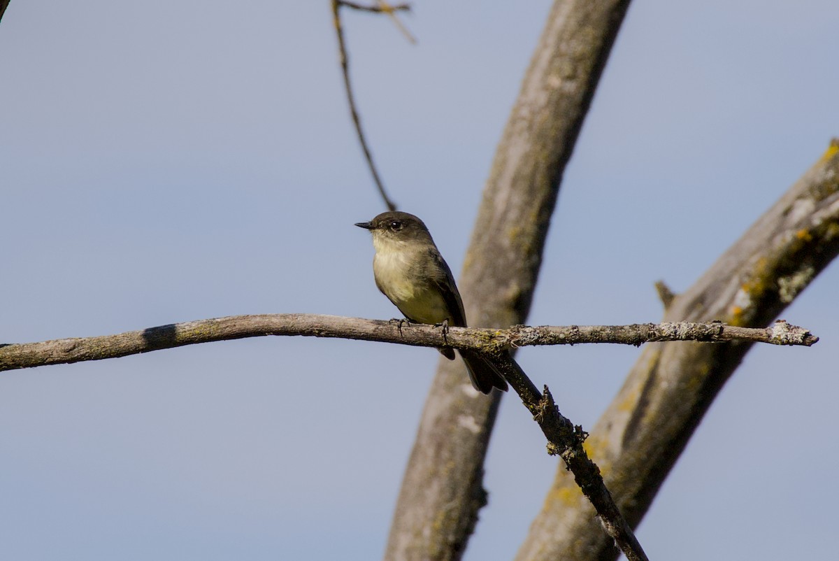 Eastern Phoebe - ML643723181