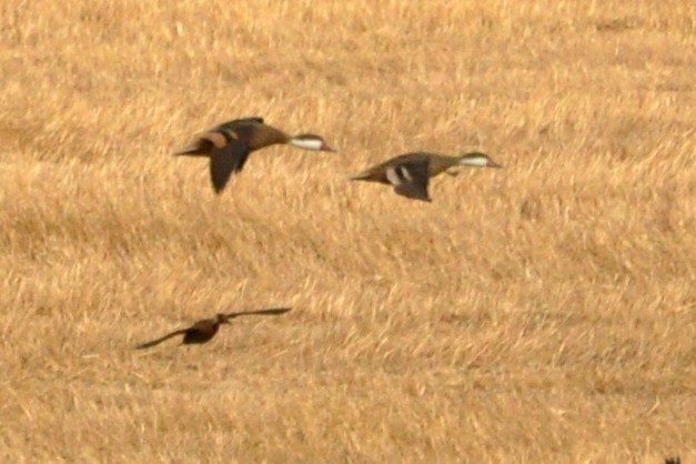 White-cheeked Pintail - ML643723190