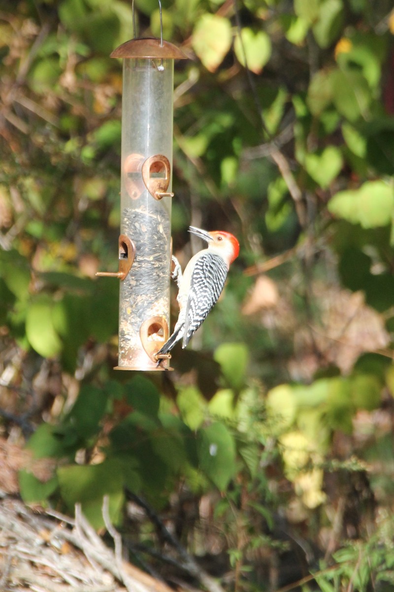Red-bellied Woodpecker - ML643723210