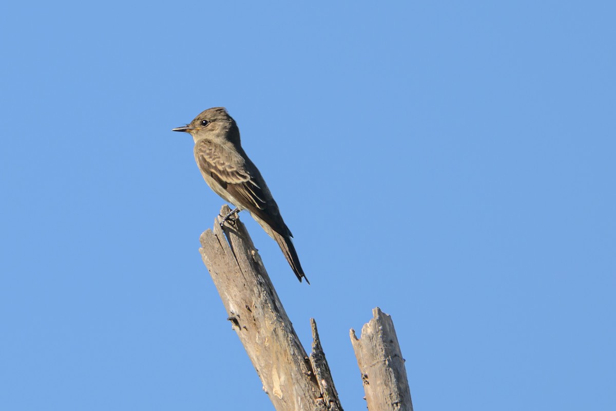 Western Wood-Pewee - ML643723211