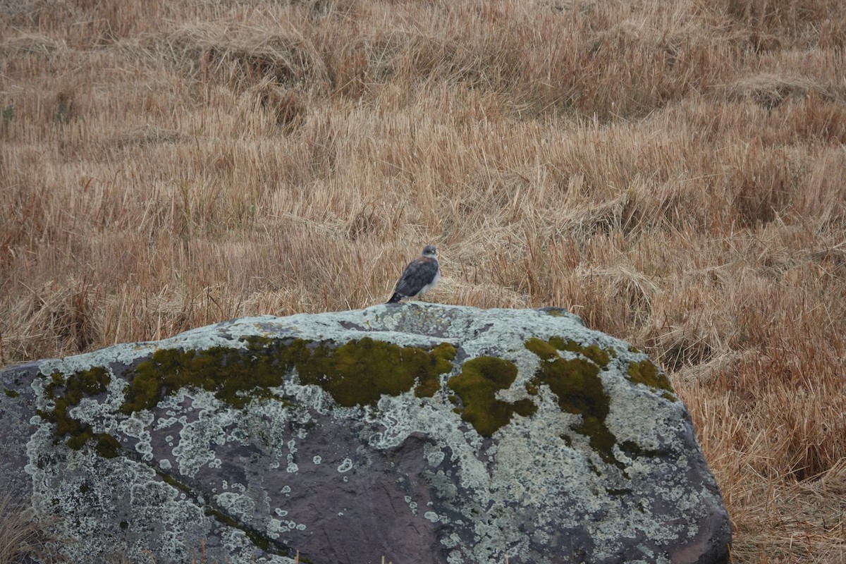 andesvåk - ML643723214