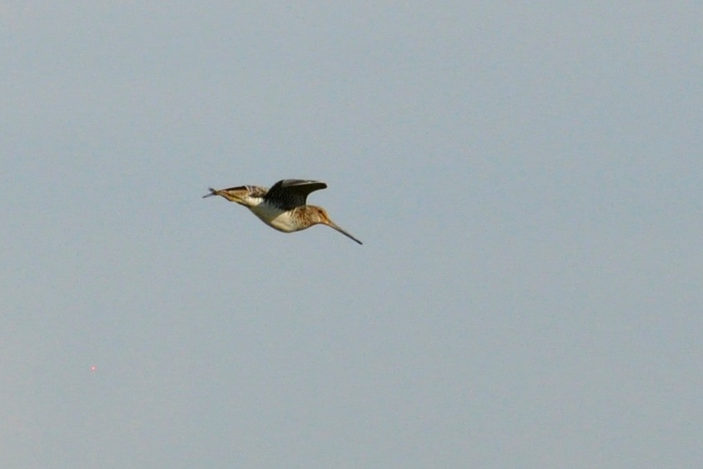 Pantanal Snipe - ML643723219