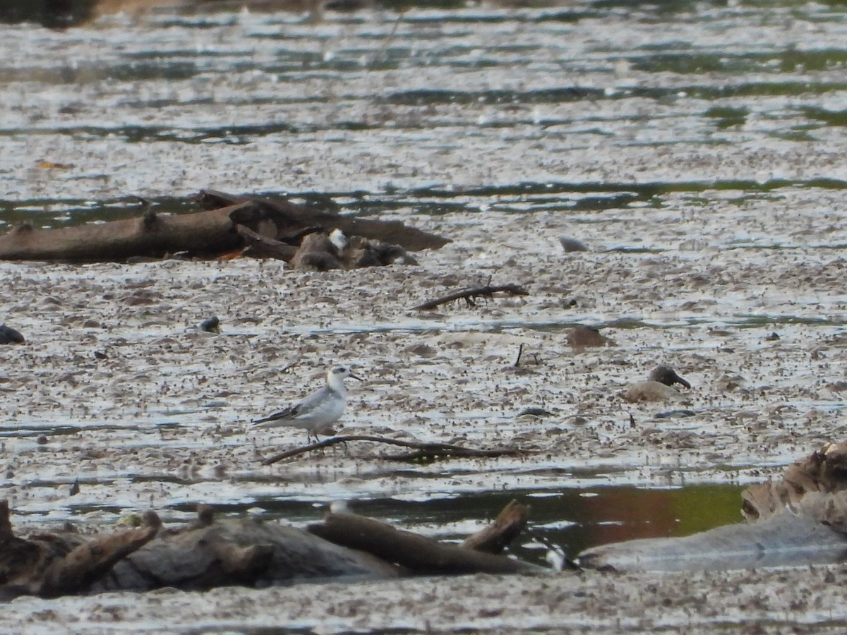 lyskonoh ploskozobý - ML643723242