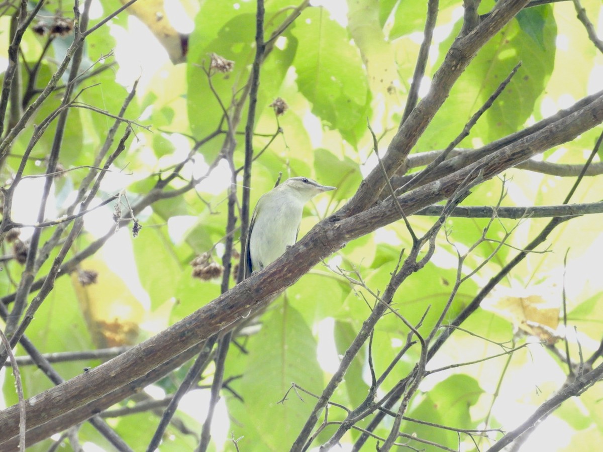 Red-eyed Vireo - ML643723256