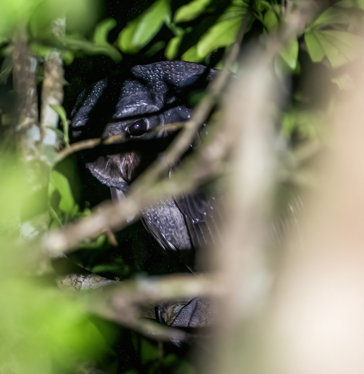 Sooty Owl (Greater) - ML643723283