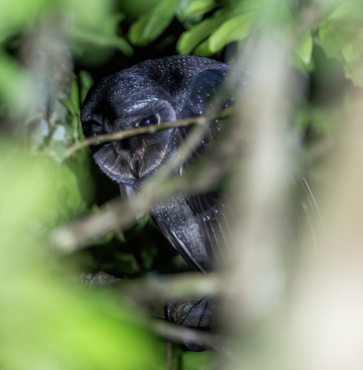 Sooty Owl (Greater) - ML643723284