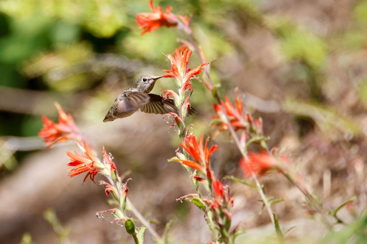 Anna's Hummingbird - ML643723286