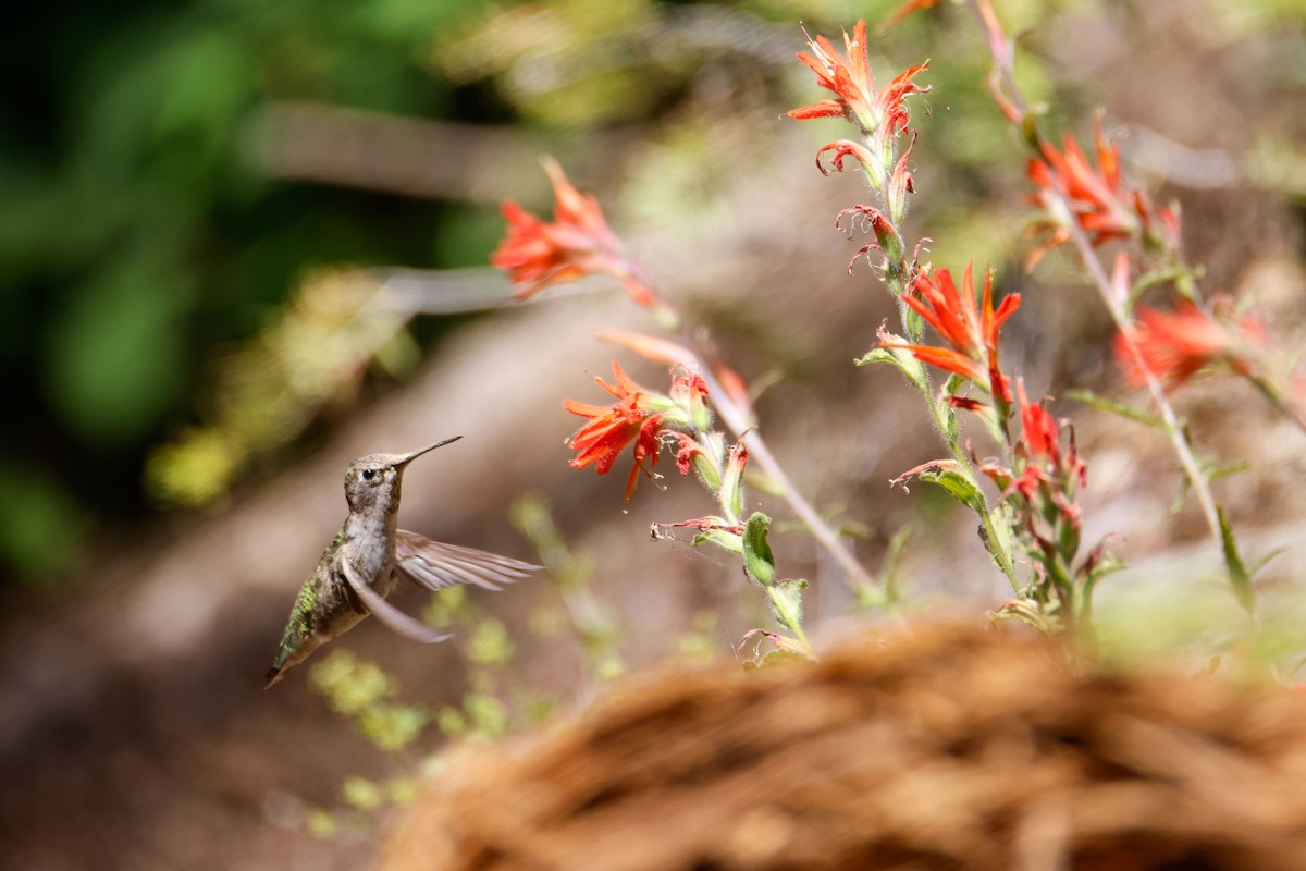 Anna's Hummingbird - ML643723287