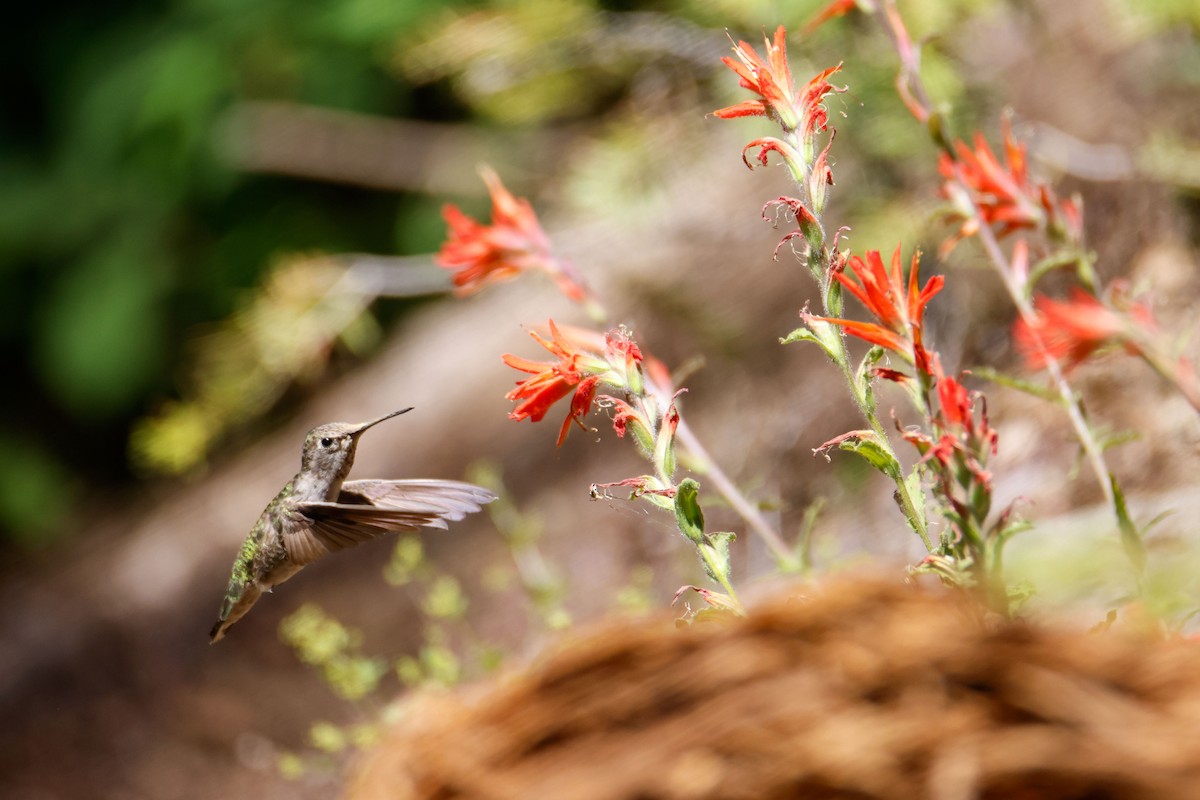 Anna's Hummingbird - ML643723289