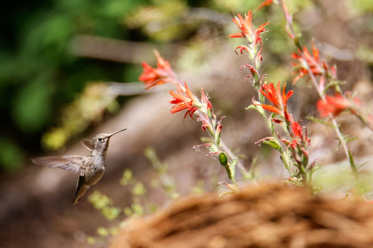 Anna's Hummingbird - ML643723290