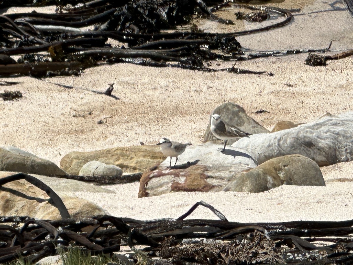 White-fronted Plover - ML643723301