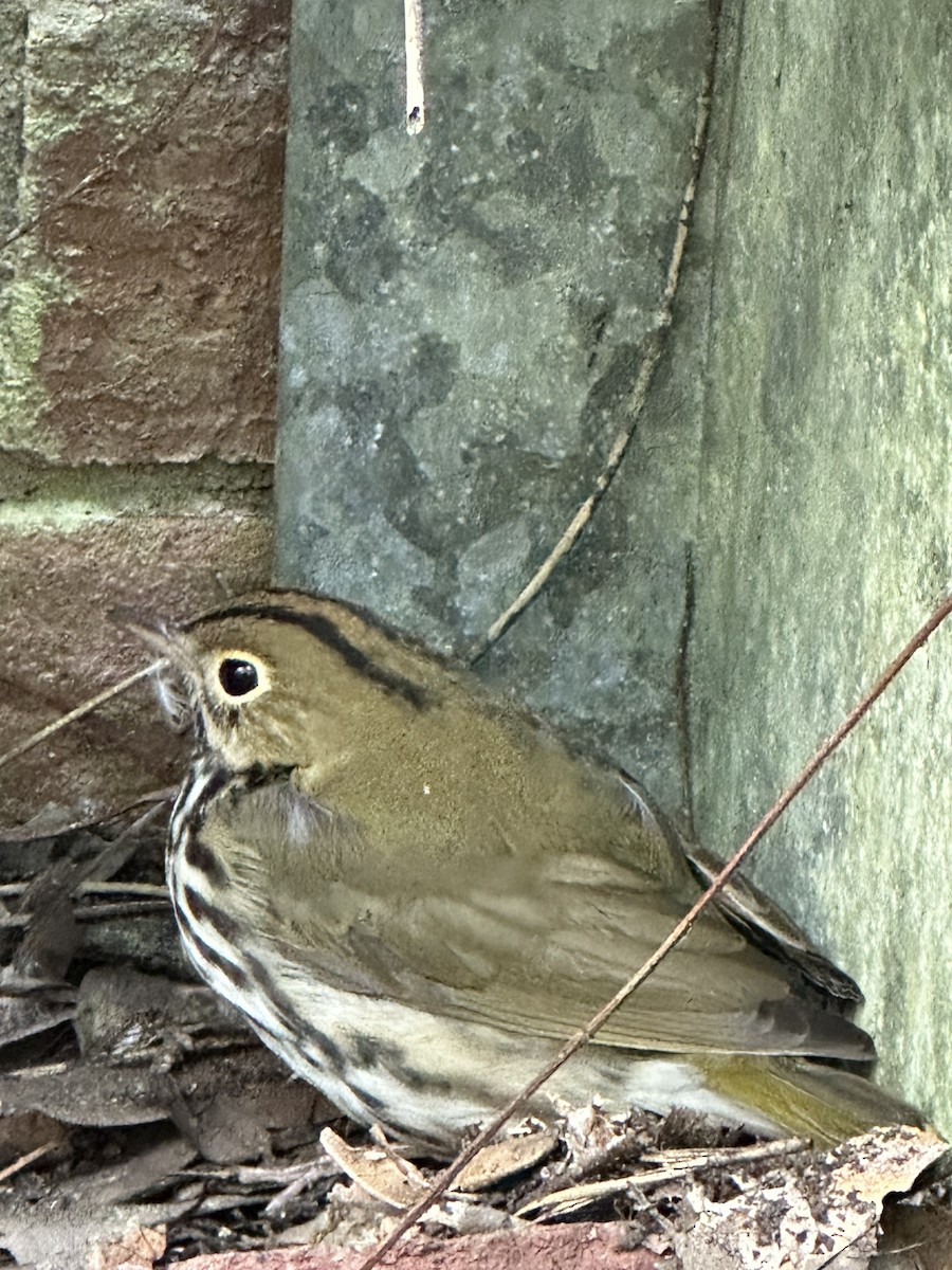 Paruline couronnée - ML643723308
