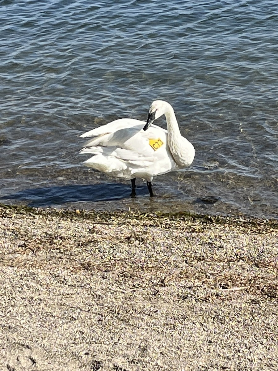 ナキハクチョウ - ML643723314