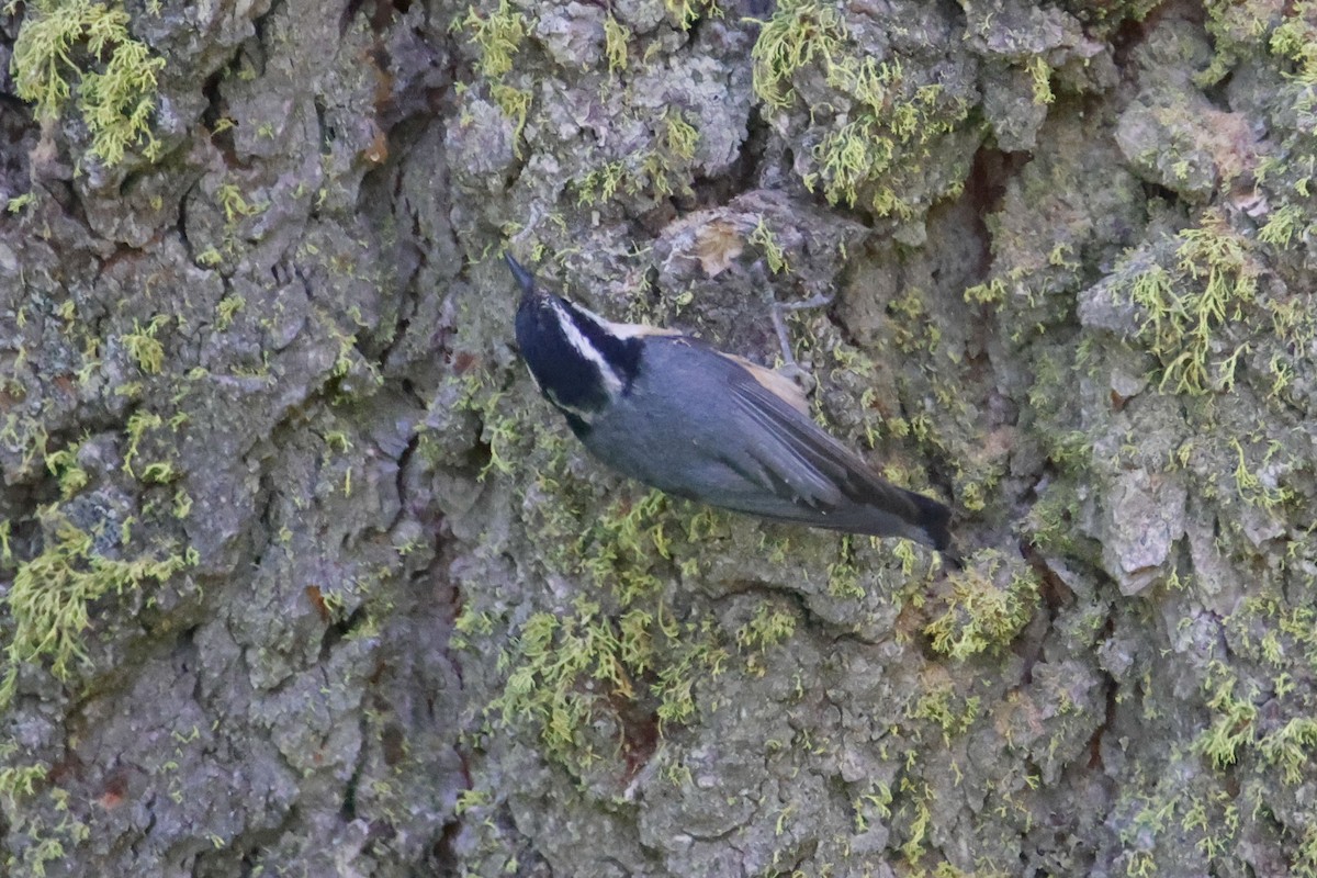 Red-breasted Nuthatch - ML643723317