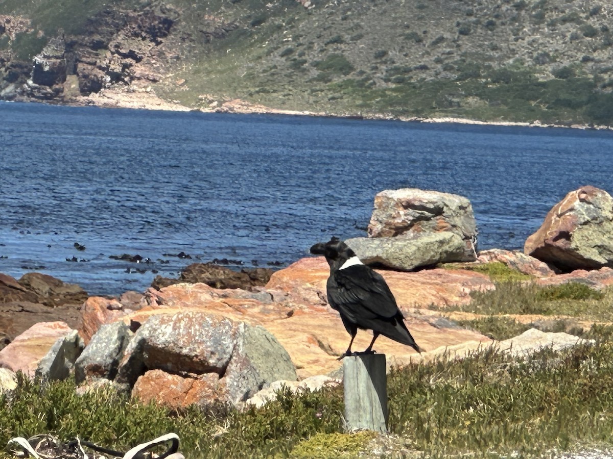 White-necked Raven - ML643723333