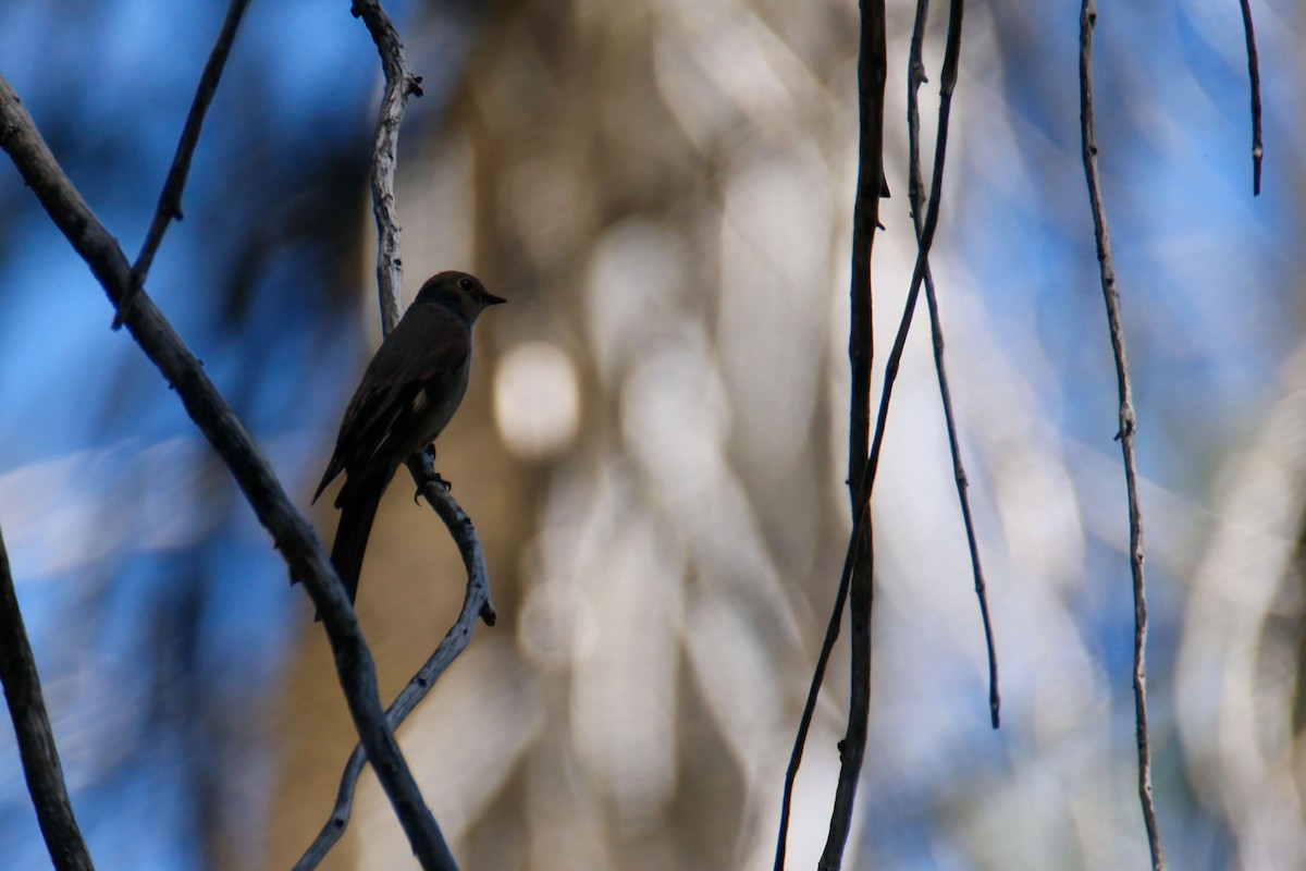 Townsend's Solitaire - ML643723337