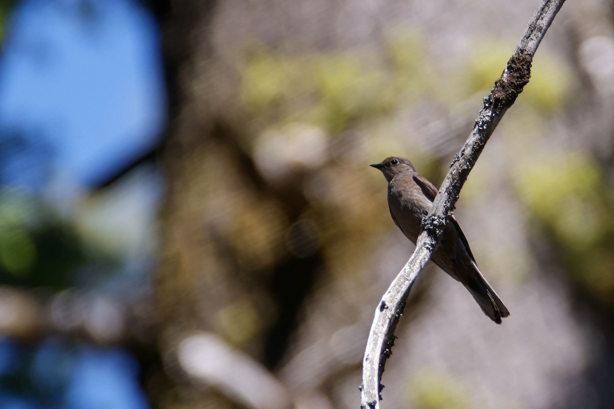 Townsend's Solitaire - ML643723338