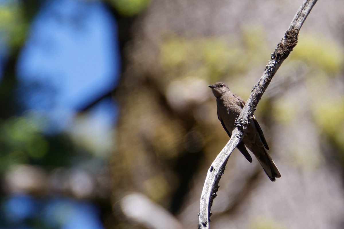 Townsend's Solitaire - ML643723339