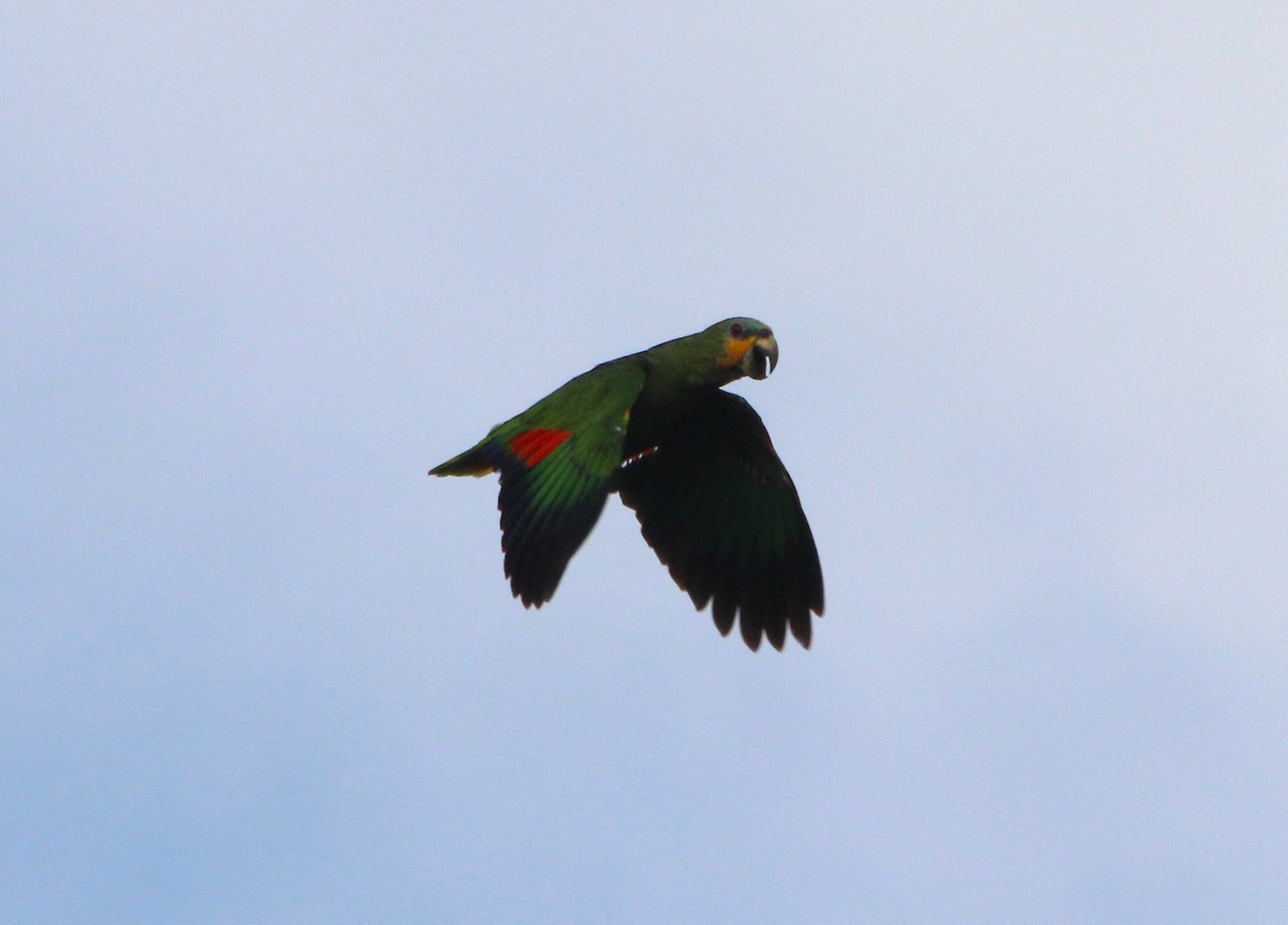 Orange-winged Amazon - ML643723346