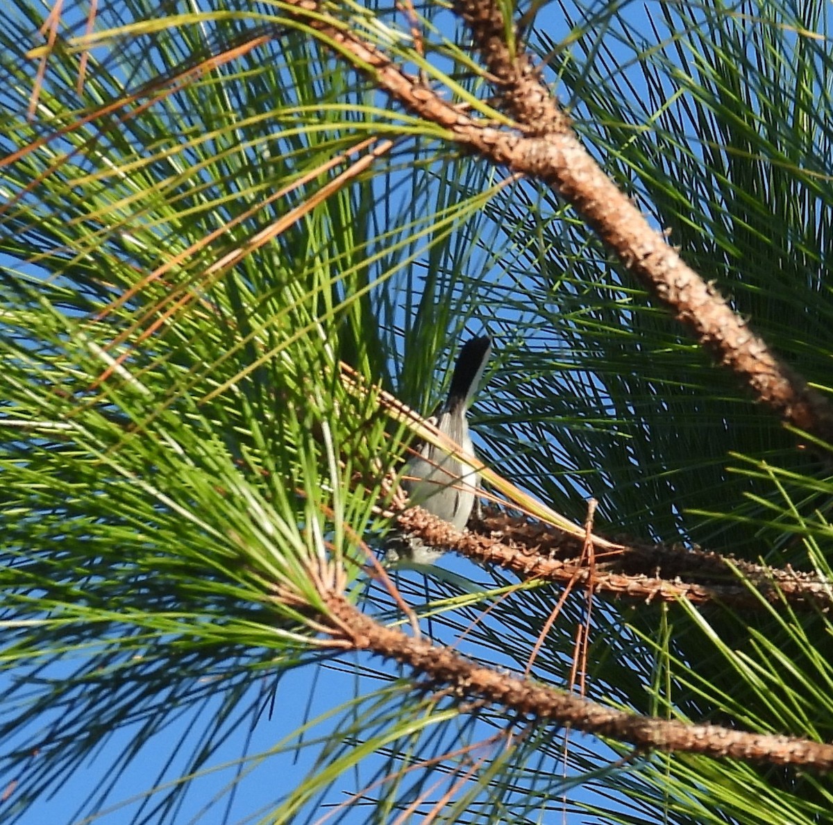 Blue-gray Gnatcatcher - ML643723357