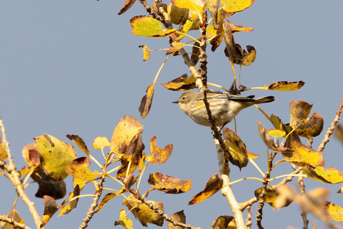 Yellow-rumped Warbler (Myrtle x Audubon's) - ML643723360