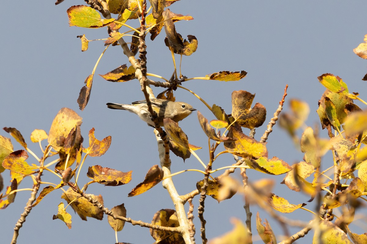 Yellow-rumped Warbler (Myrtle x Audubon's) - ML643723361