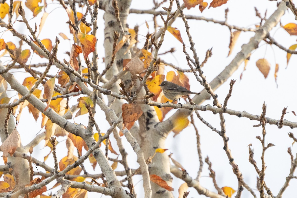 Yellow-rumped Warbler (Audubon's) - ML643723372
