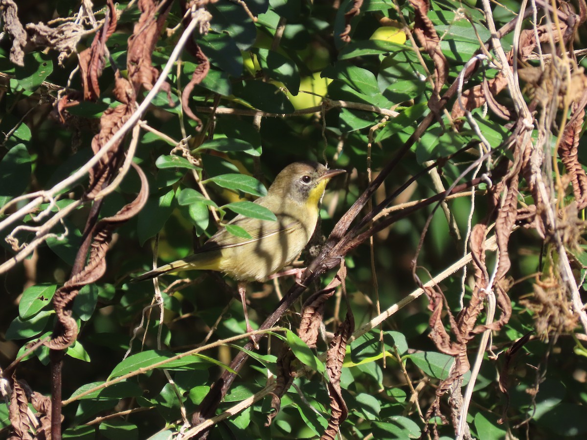 Common Yellowthroat - ML643723374