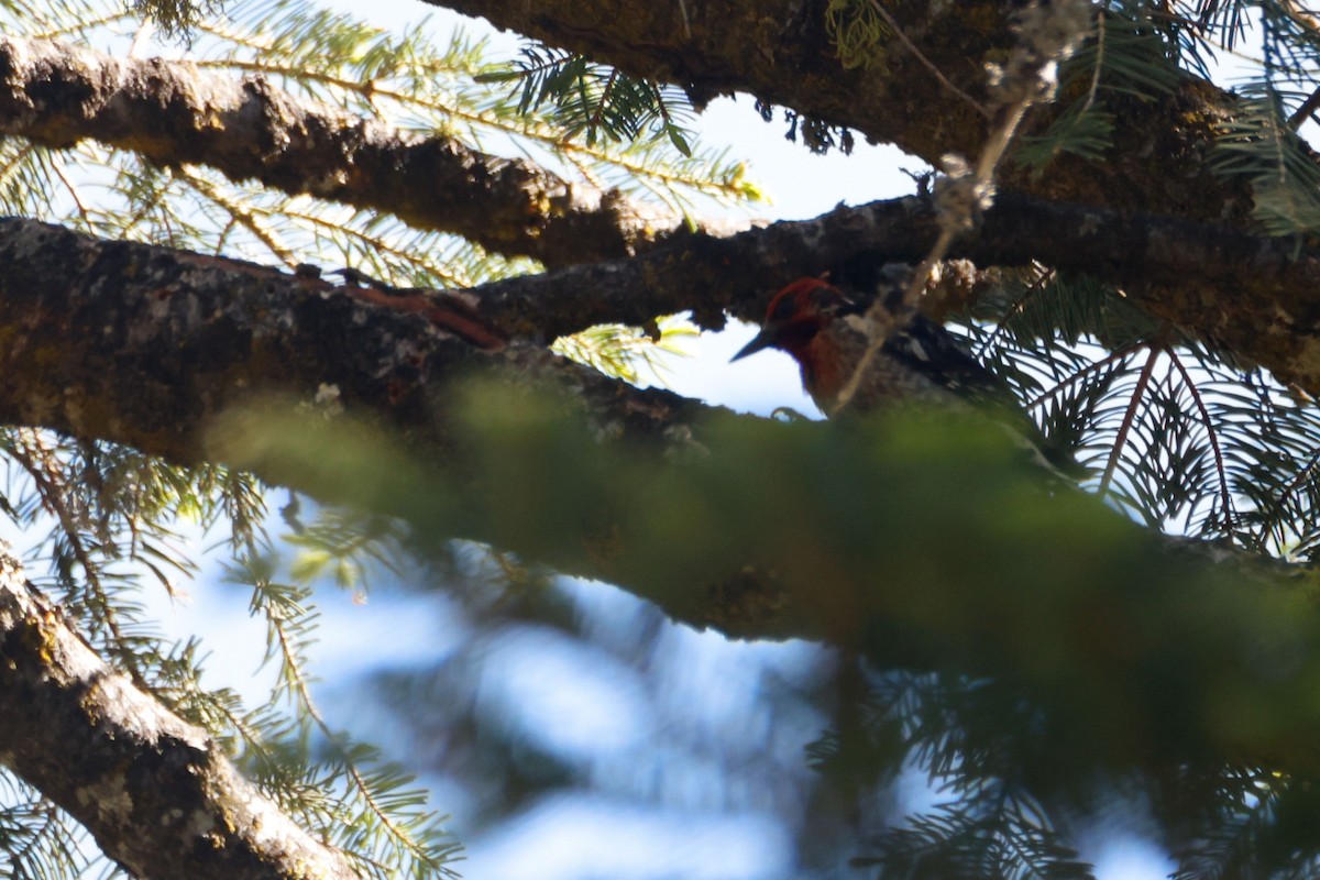 Red-breasted Sapsucker - ML643723377