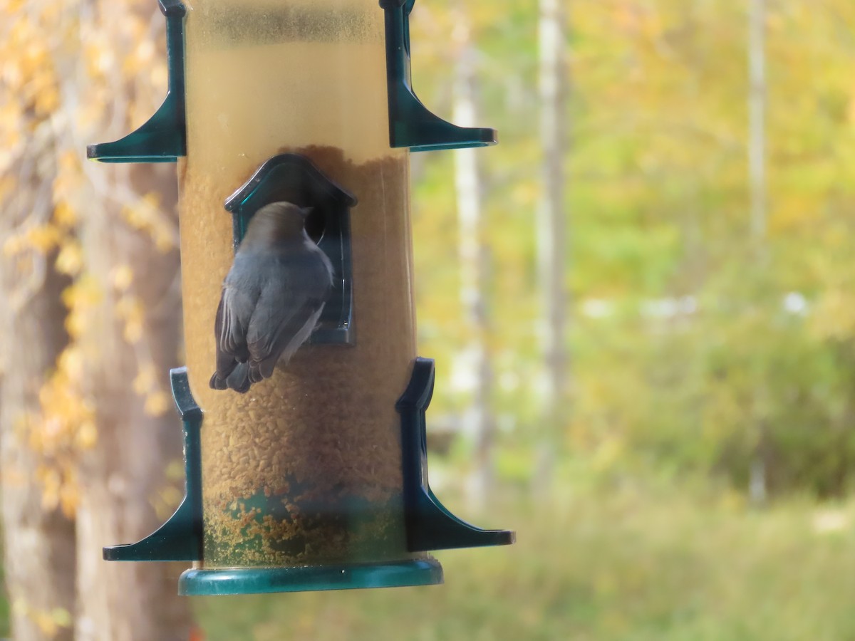 Pygmy Nuthatch - ML643723380
